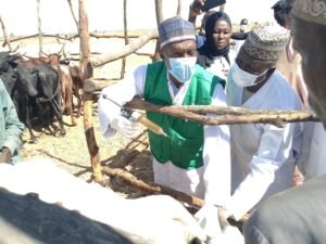 Alt Text: A detailed infographic showing the step-by-step process of photosynthesis in a plant leaf. Image Title: Visual b...