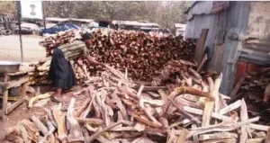 firewood